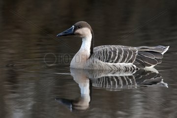 Domestic goose swimming Warwickshire UK