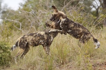African Wild Dogs playing and biting Kruger NP