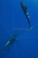 Pilot whales - Koro Sea Fiji