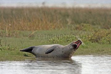 Harbor seal yawning near water Baie des Veys France