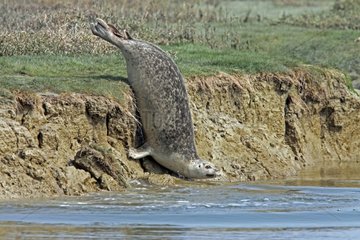 Harbor seal going into water Baie des Veys France