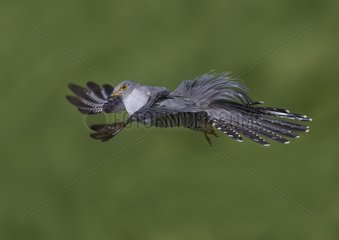 Cuckoo displaying in flight at spring GB