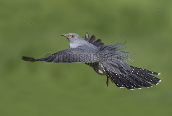 Cuckoo displaying in flight at spring GB
