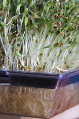 Alfalfa sprouts in sprouting tray