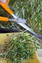 Harvesting alfalfa sprouts