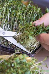 Harvesting alfalfa sprouts