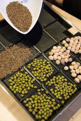 Sprouting tray with mung beans   rocket and chickpeas