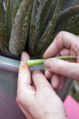 Healing cut with Aloe vera stem