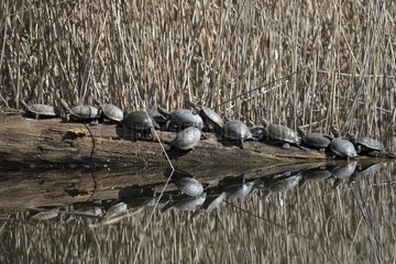 European pond turtles resting on a dead trunk in the water
