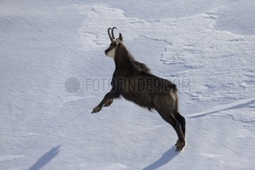Chamois male jumping in the snow Switzerland