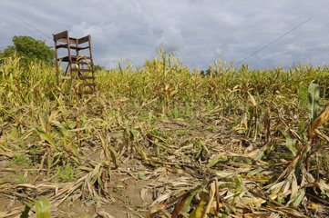 Game damage in maize field from Wild boars Germany