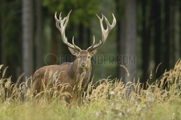 Red deer in autumn Germany