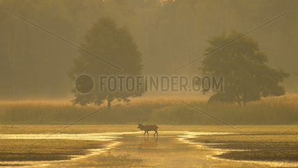 Red deer in water at sunrise Germany