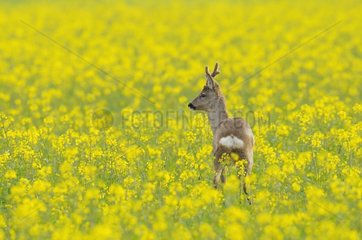 Roebuck in canola field at spring Germany