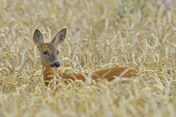 Portrait of a Roe deer in a grain field Germany