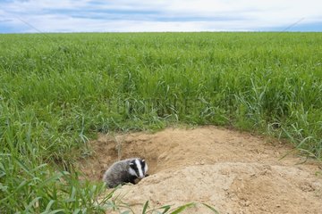 Young Badger coming out of burrow in grain field Germany