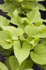 Sweet potato vine 'Sidekick Lime'  June
