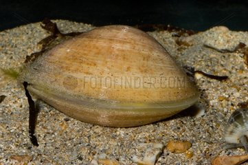 Maculated troughshell on the sand New Caledonia