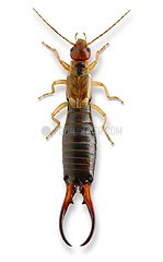 Common Earwig male on white background