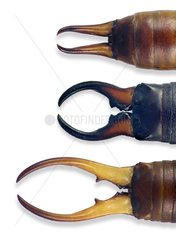 Common Earwig clips on white background