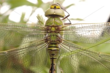 Emperor Dragonfly immature male France