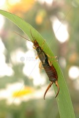 Male common earwig on a leaf France