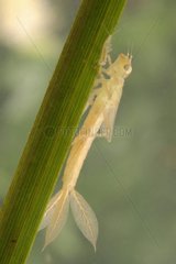 Damselfly larvae on a rod France