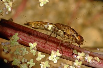 Hawker larvae on a rod France