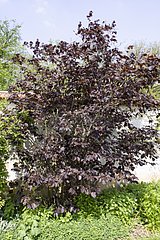 Filbert tree 'Purpurea'  April