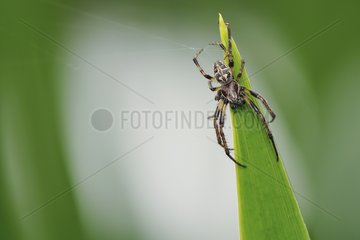 Orbweaver Spider on a leaf Normandy France