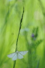 White moth on a stem Normandy France