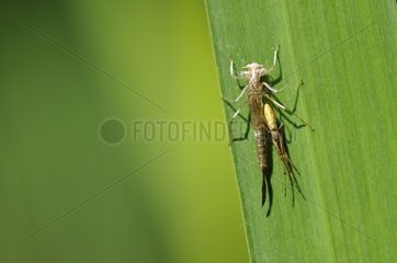 Spider Tetragnatha and exuviae of Dragonfly on leaf
