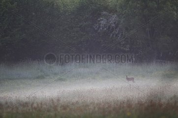 Roe Deer in a meadow at dawn Normandy France
