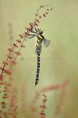 Golden-ringed Dragonfly in a meadow Normandy France