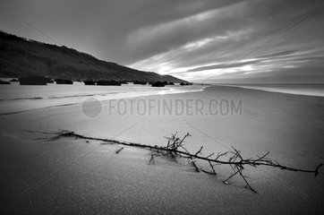 Branch on a beach at low tide Normandy France