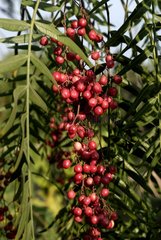 Pink Fruits on Pepper Tree