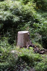 Stump From Cut Down Diseased Tree