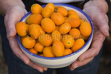 Hands Holding White and Blue Bowl of Kumquats