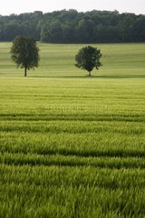 Trees in Green Wheat Field in Spring