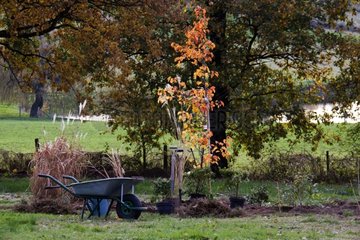 Planting New Border in Autumn