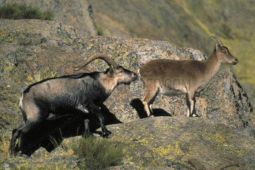 Spanish Ibex courting female in rut Spain