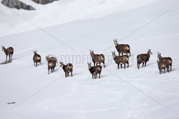 Alpine Chamois in Snow - Alps Vaud Switzerland
