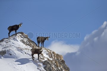 Alpine Chamois on summit - Alps Vaud Switzerland