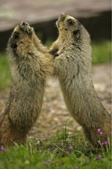 Hoary Marmots ringen Montana USA
