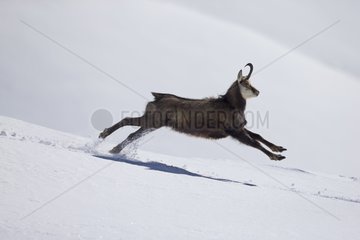 Alpine Chamois running in the snow - Alps Vaud Switzerland