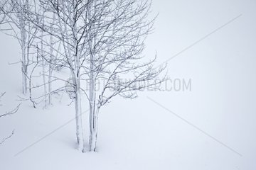 Trees in snow in winter - Vaud Switzerland