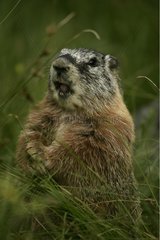 Adult Yellow-bellied Marmot calling Wyoming USA