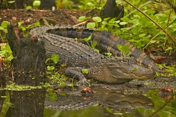 American Alligator near water Louisiana USA