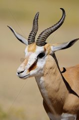 Portrait of Springbok - Kalahari Desert Kgalagadi RSA