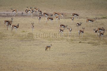 Springboks and Jackal at waterhole - Kalahari Kgalagadi RSA